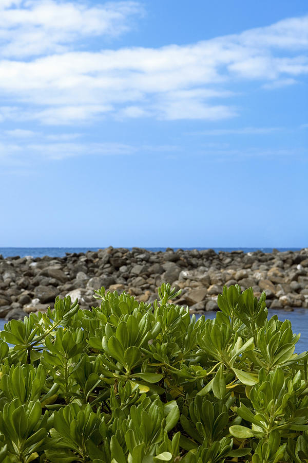 Plants on the beach, Pololu Valley, Kohala, Big Island, Hawaii Islands, USA Photograph by Glowimages