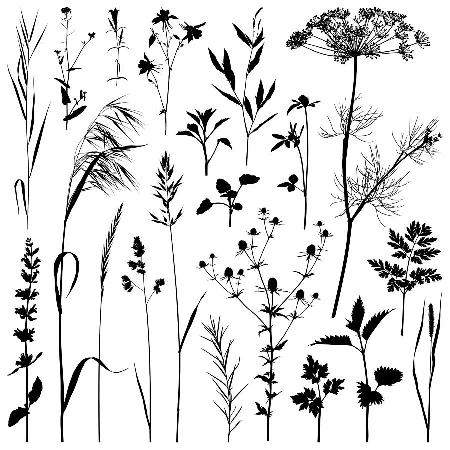 Plants silhouette, vector images Drawing by Ulimi