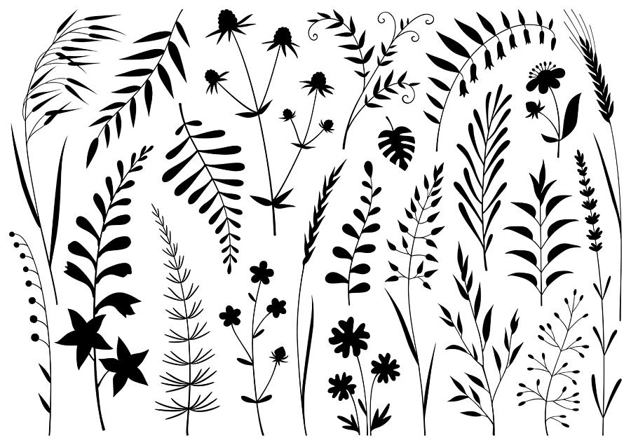 Plants Drawing by Ulimi