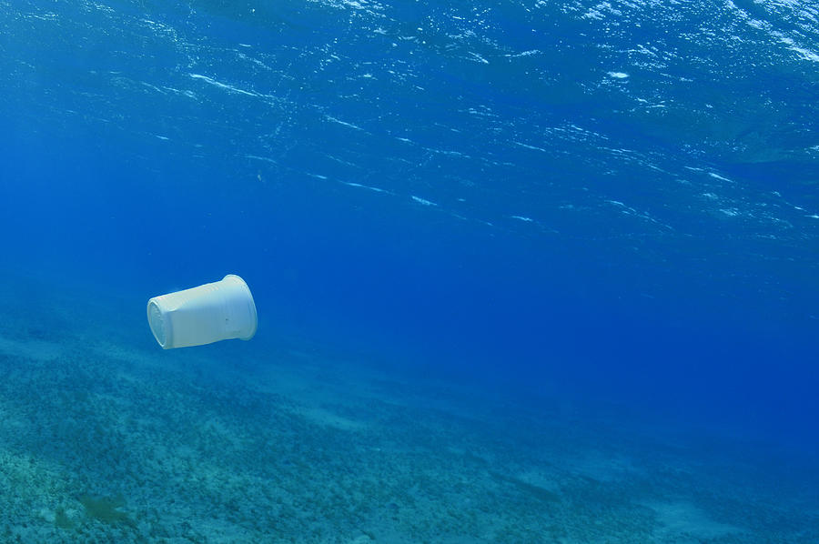 Plastic cup in the sea, Red Sea, Egypt Photograph by Sami Sarkis