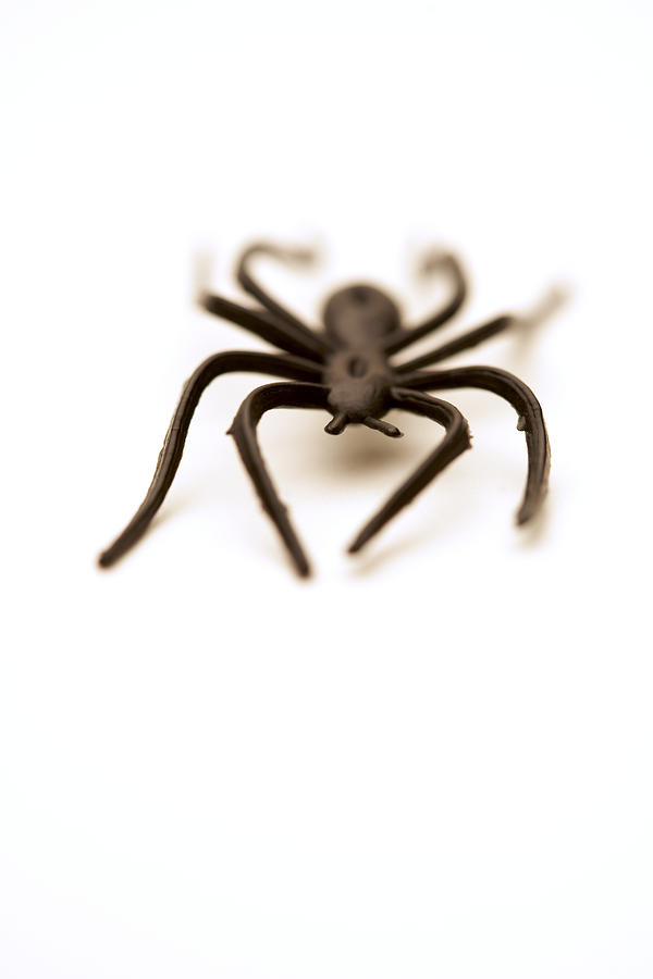 Plastic toy spider on white background Photograph by Ballyscanlon
