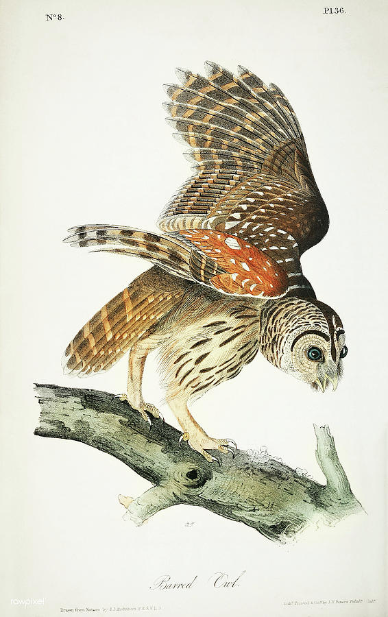 Plat from Birds of America. John James Audubon  Mixed Media by World Art Collective