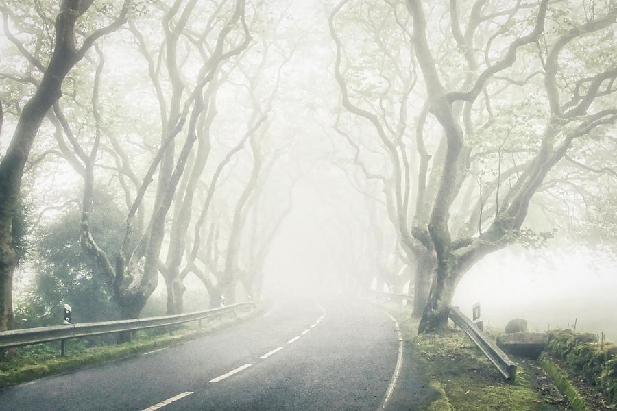 Platanus Foggy Road Photograph by Marco Sales
