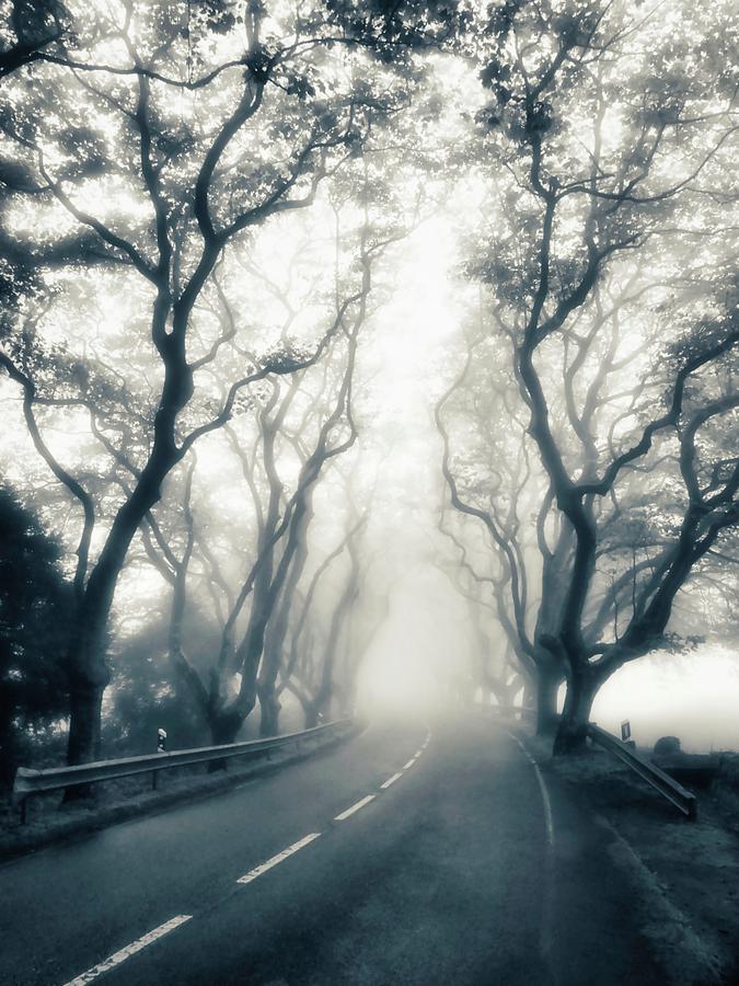 Platanus Misty Road Photograph by Marco Sales