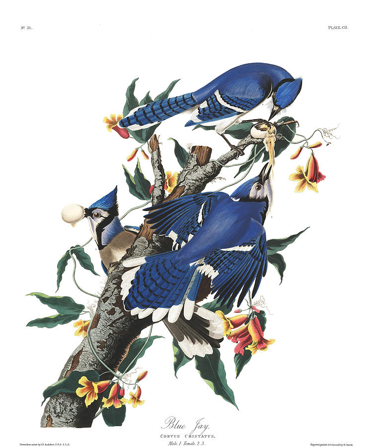 Plate 102 Blue Jay Drawing by John James Audubon Plate 102 Blue Jay Drawing by John James Audubon