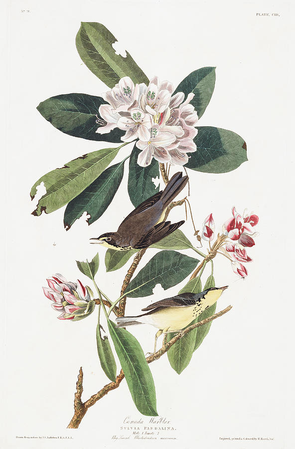 Plate 103 Canada Warbler Drawing by John James Audubon Plate 103 Canada Warbler Drawing by John James Audubon
