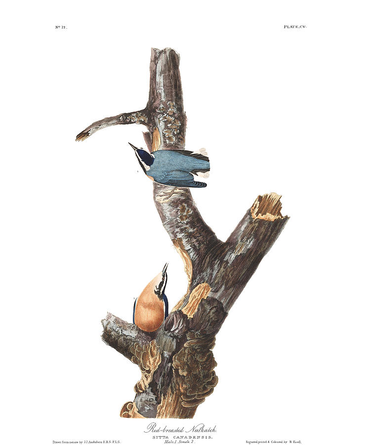 Plate 105 Red-breasted Nuthatch Drawing by John James Audubon Plate 105 Red-breasted Nuthatch Drawing by John James Audubon