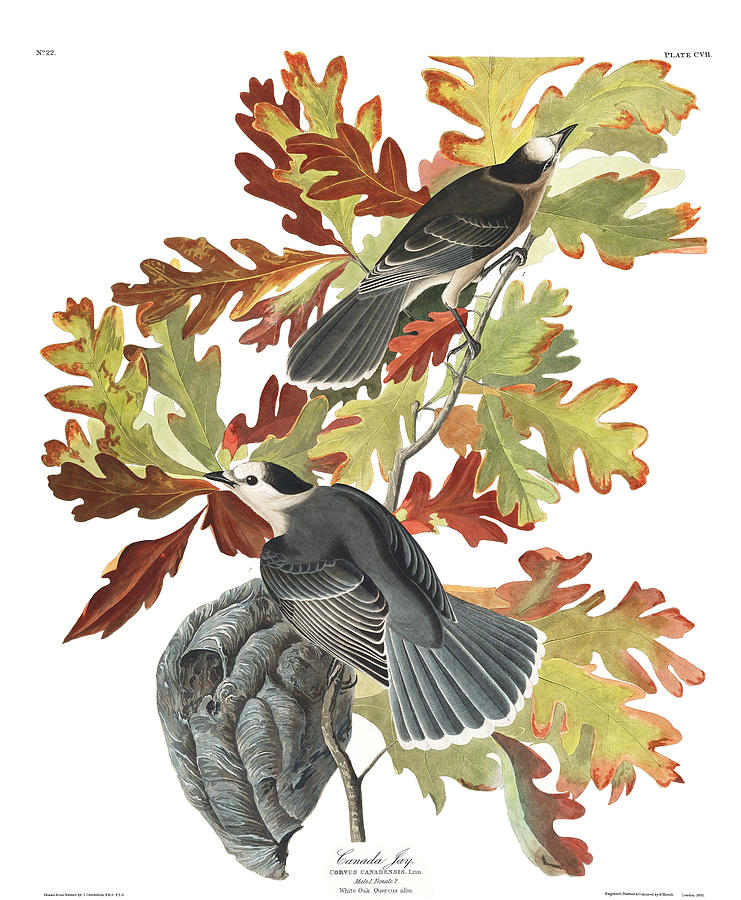 Plate 107 Canada Jay Drawing by John James Audubon Plate 107 Canada Jay Drawing by John James Audubon