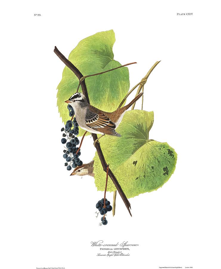 Plate 114 White-crowned Sparrow Drawing by John James Audubon Plate 114 White-crowned Sparrow Drawing by John James Audubon