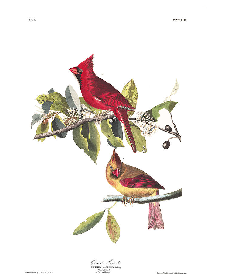 Plate 159 Cardinal Grosbeak Drawing by John James Audubon Plate 159 Cardinal Grosbeak Drawing by John James Audubon
