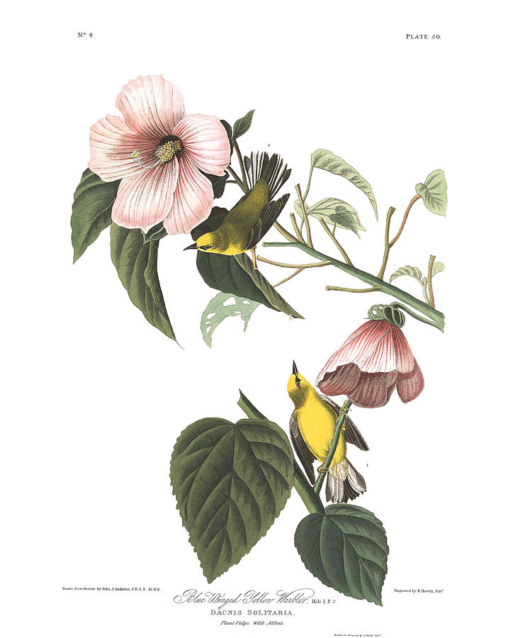 Plate 20 Blue-winged Yellow Warbler Drawing by John James Audubon Plate 20 Blue-winged Yellow Warbler Drawing by John James Audubon
