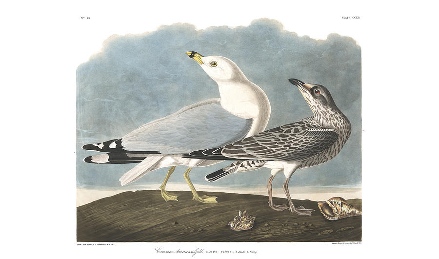 Plate 212 Common American Gull Painting by Arpina Shop