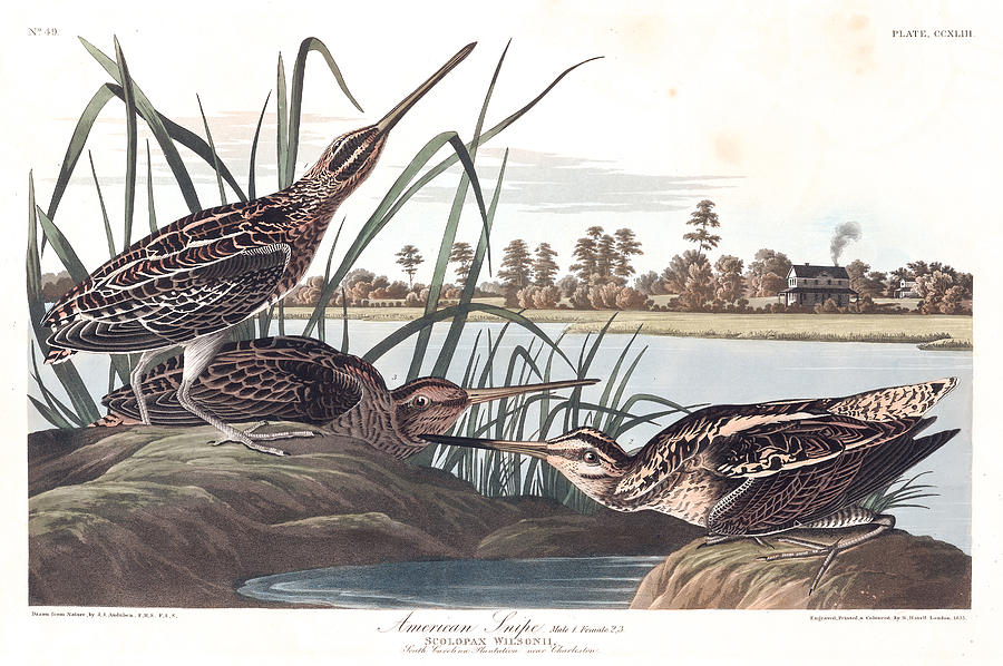 Plate 243 American Snipe Painting by MotionAge Designs