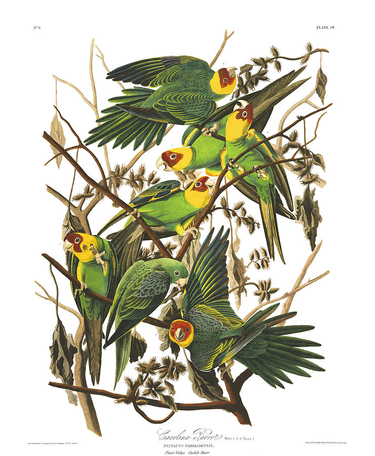 Plate 26 Carolina Parrot Drawing by John James Audubon Plate 26 Carolina Parrot Drawing by John James Audubon