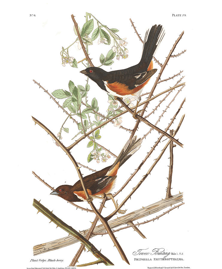 Plate 29 Towee Bunting Drawing by John James Audubon Plate 29 Towee Bunting Drawing by John James Audubon