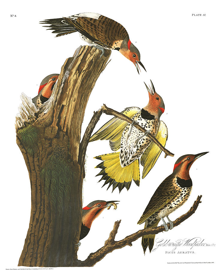 Plate 37 Golden-winged Woodpecker Drawing by John James Audubon Plate 37 Golden-winged Woodpecker Drawing by John James Audubon