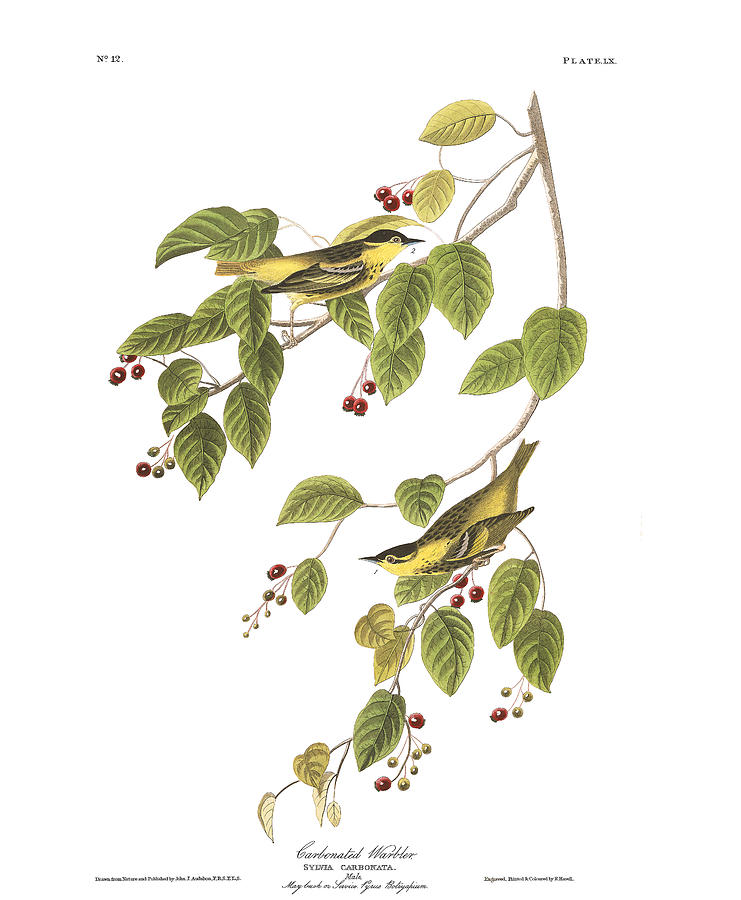 Plate 60 Carbonated Warbler Drawing by John James Audubon Plate 60 Carbonated Warbler Drawing by John James Audubon