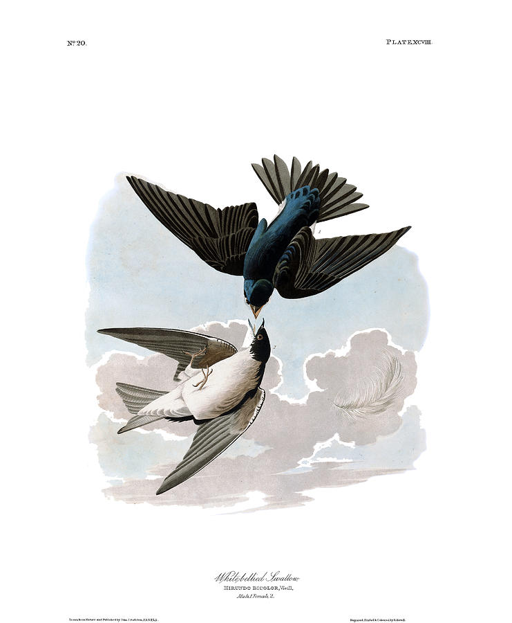 Plate 98 White-bellied Swallow Drawing by John James Audubon Plate 98 White-bellied Swallow Drawing by John James Audubon