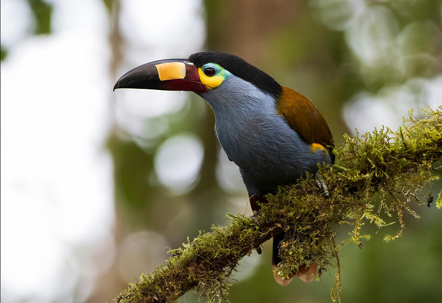 Toucan Photograph - Plate-billed Mountain Toucan by William Mertz Photography