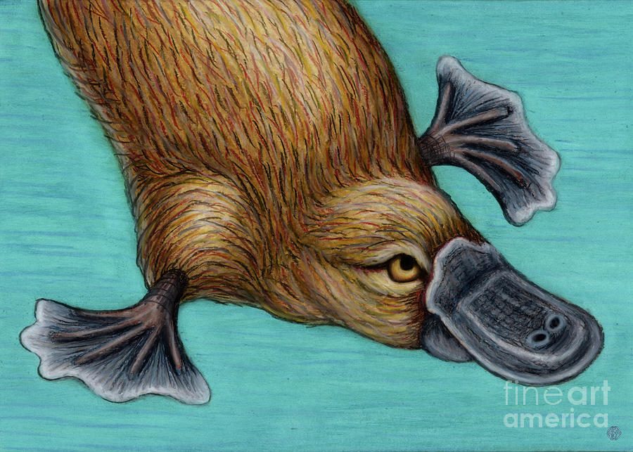 Platypus Painting by Amy E Fraser
