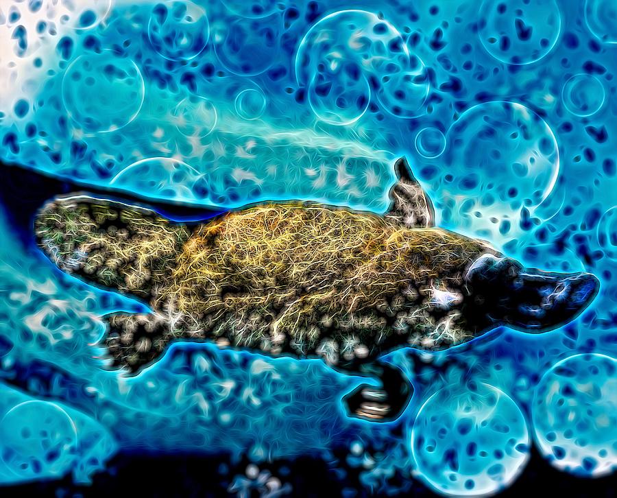 Platypus Bubbles Drawing by Joan Stratton