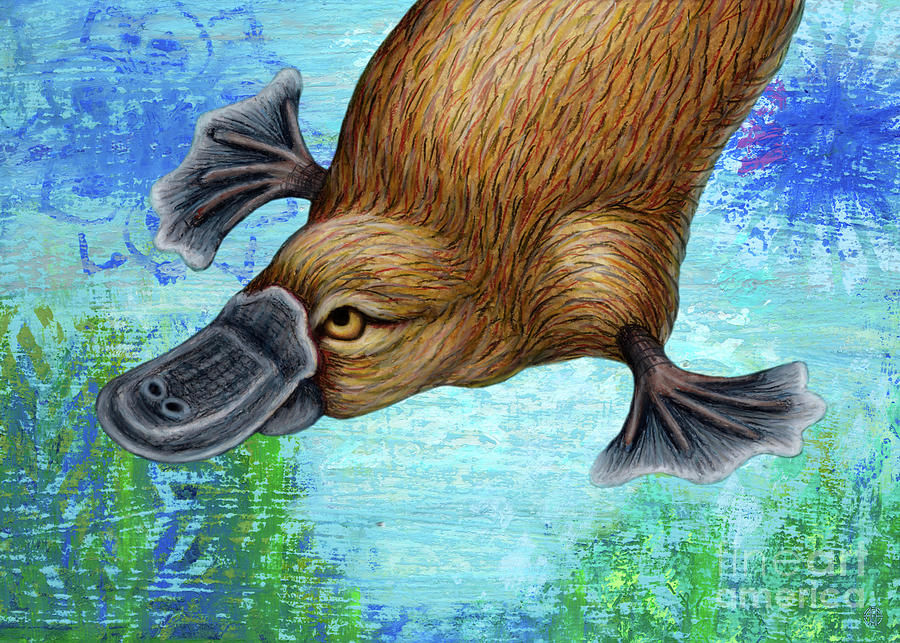 Platypus Waterscape  Painting by Amy E Fraser