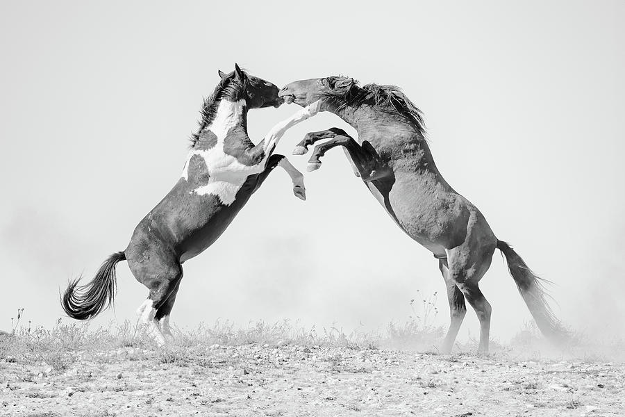 Play Fight Photograph by Fon Denton