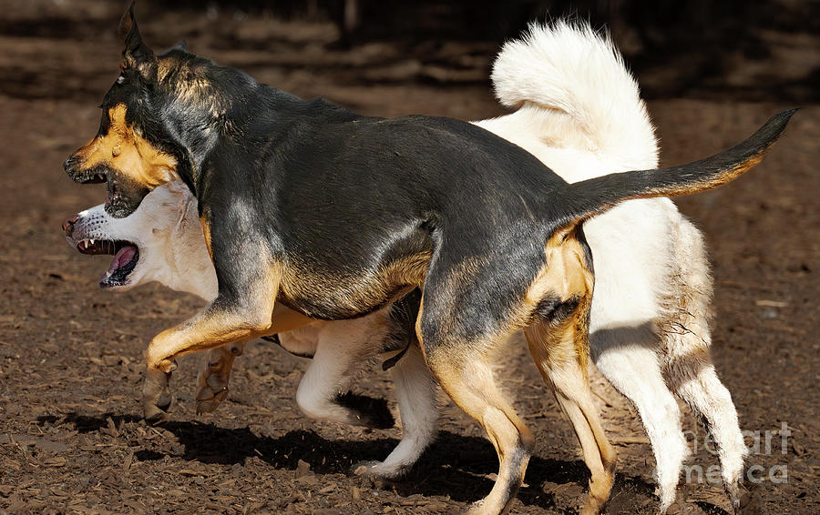 Play Fighting In Flagstaff Bark Park Photograph by Jim Wilce