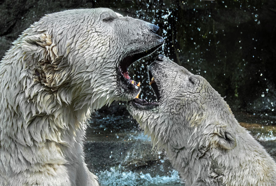Polar Bear Photograph - Play Fighting Polar Bears by Arterra Picture Library