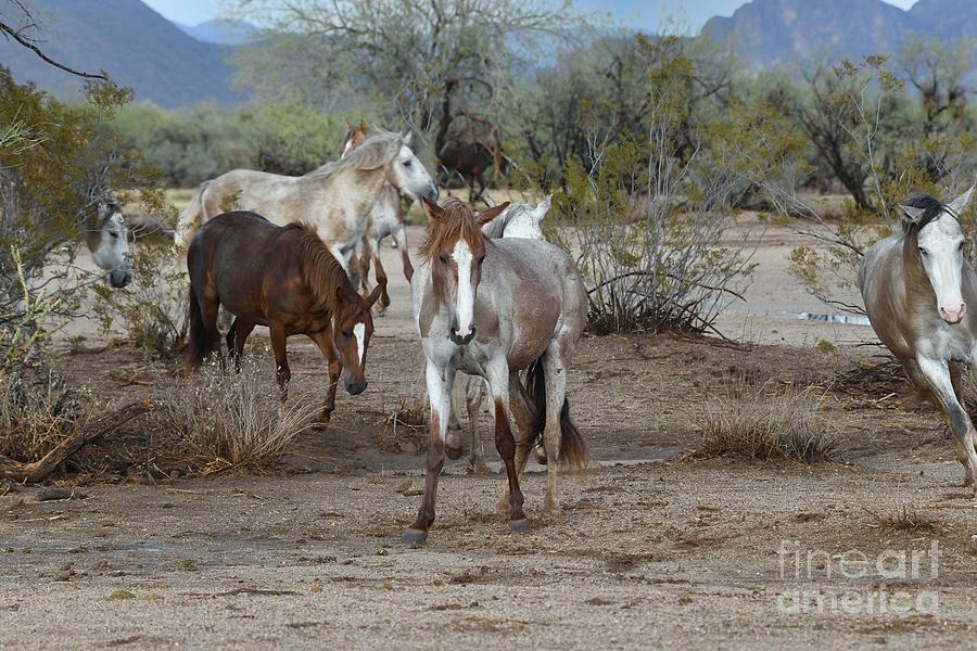 Play Time in the Tonto After A Rain  Digital Art by Tammy Keyes