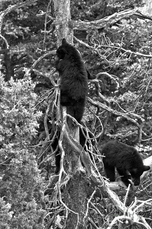 Play Time In The Tree Tops Black And White Photograph by Adam Jewell