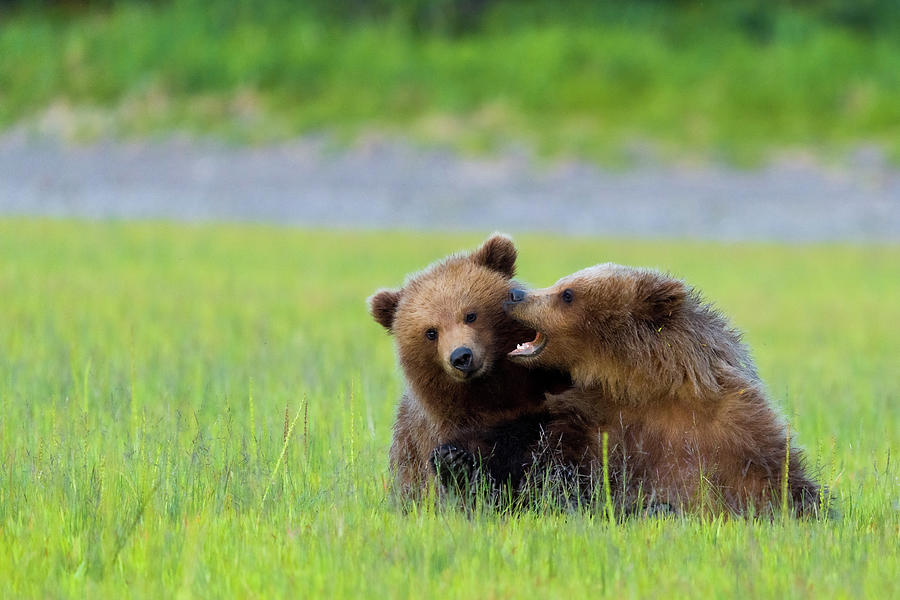 Play With Me Photograph by Jonathan Trieu Nguyen - Fine Art America