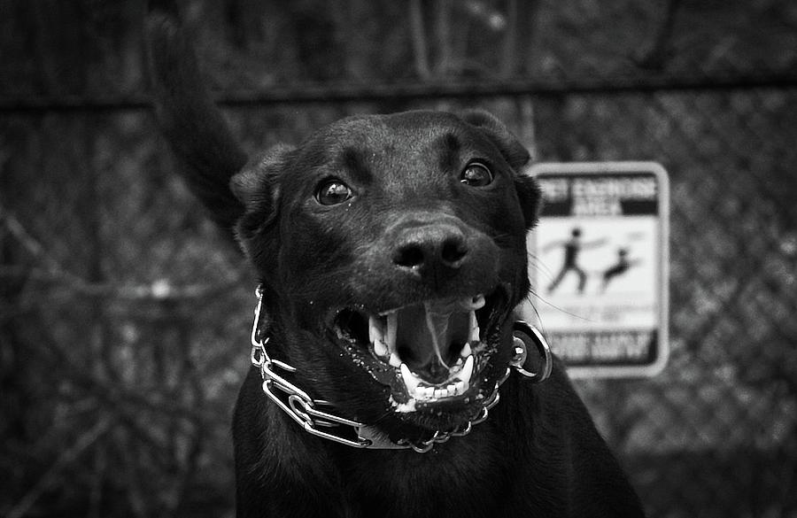 Monochrome Photograph - Play with your dog... by Matthew Adelman