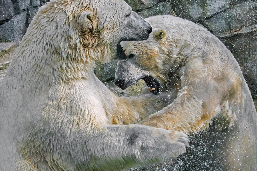 Polar Bear Photograph - Playfighting Polar Bears by Arterra Picture Library
