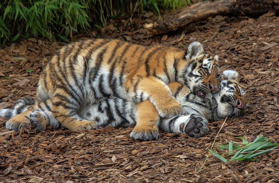 Playful Amur Tiger cubs Photograph by Gareth Parkes