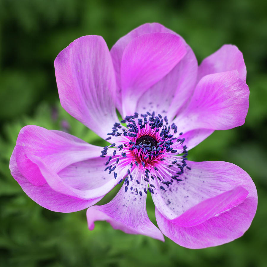 Playful Anemone Flower Photograph