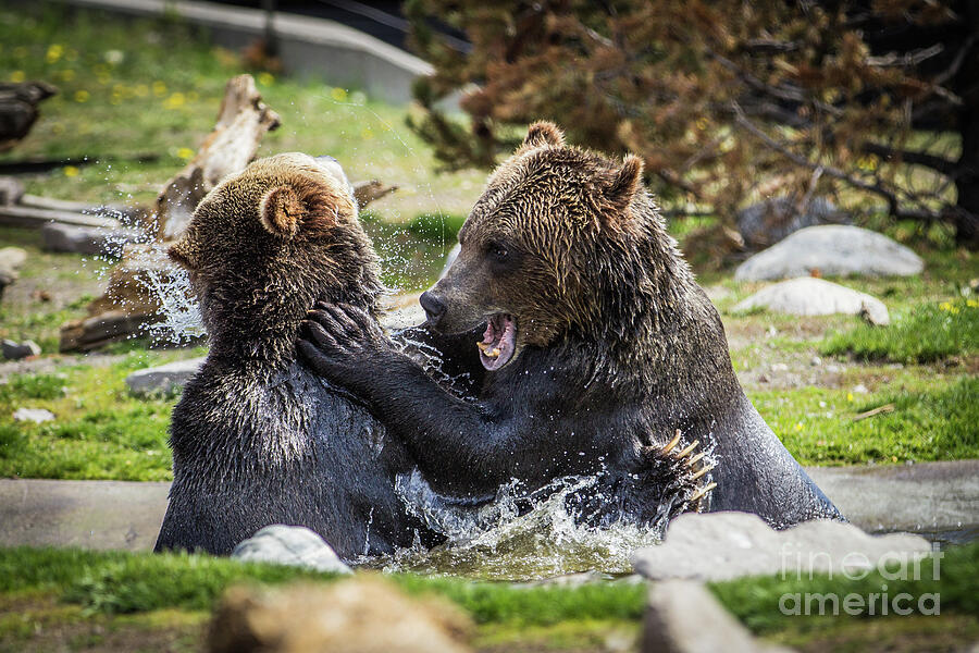 Yellowstone National Park Photograph - Playful Bears by Erin OKeefe
