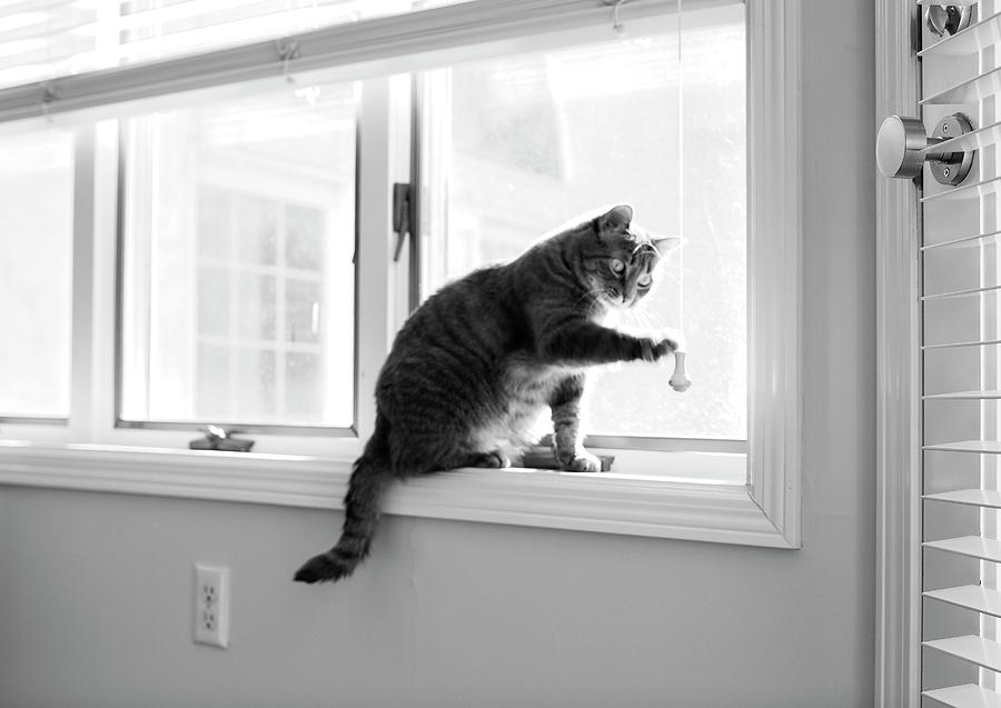 Playful Cat Photograph by Susan Stone