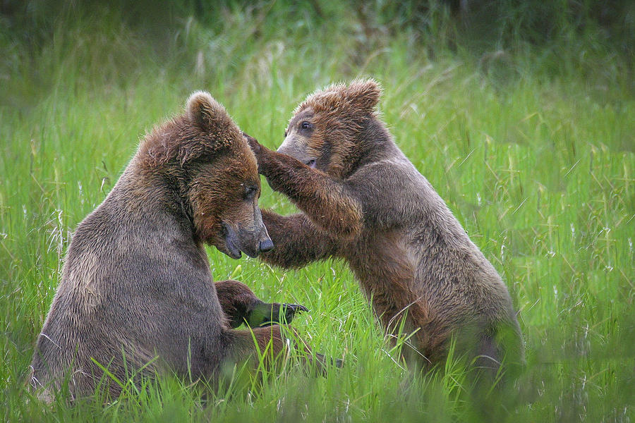 Playful Cub and Mother Photograph by Ed Stokes
