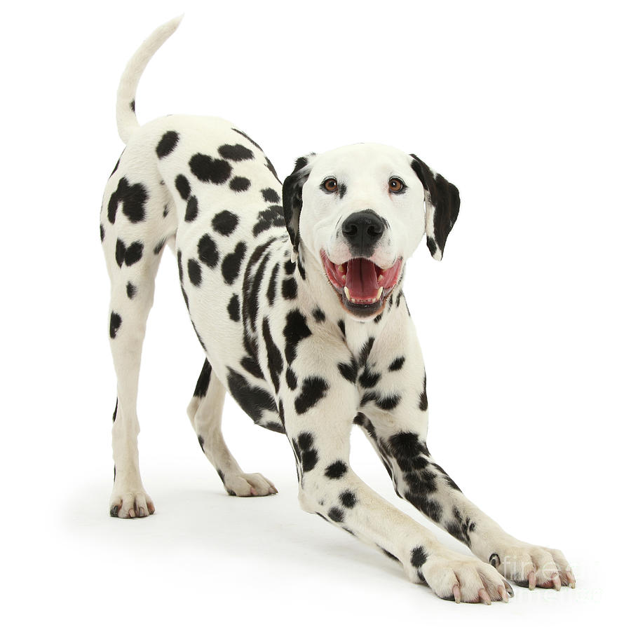 Playful Dalmatian dog Photograph by Warren Photographic