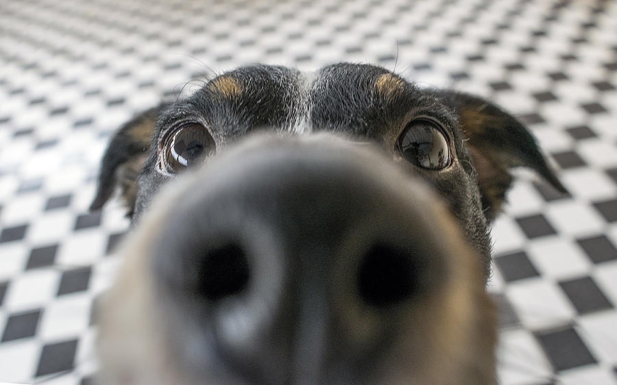 Playful dog face, black white and brown, with nose close to the camera lens, focus on face, closeup, with black and white tiled floor background Photograph by Brunorbs