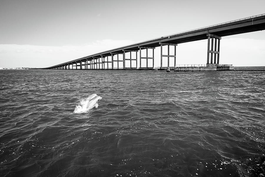 Playful Dolphins In The Shadow Of The Washington Baum Bridge -  Black And White Photograph by Gregory Ballos