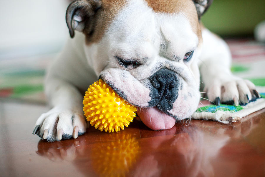 Playful English Bulldog Photograph by Carol Yepes