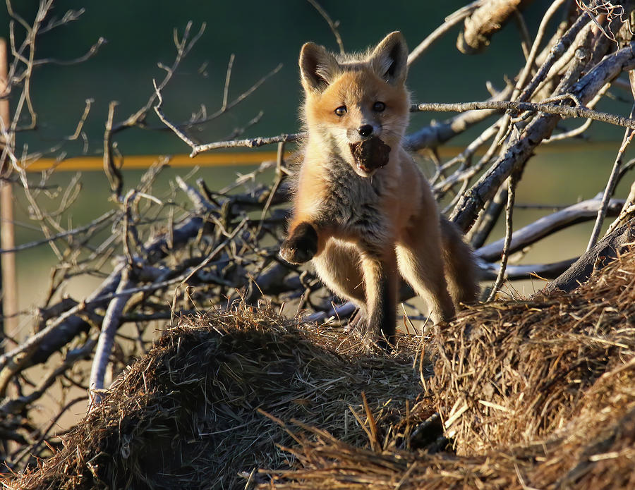 Playful Fox Kit Photograph by Brook Burling