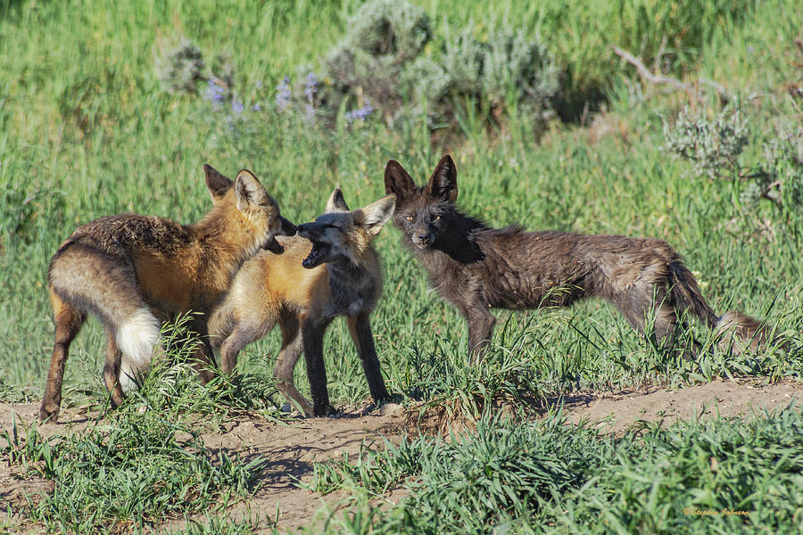 Playful Fox Kits with Vixen Mom Watching Photograph by Stephen Johnson