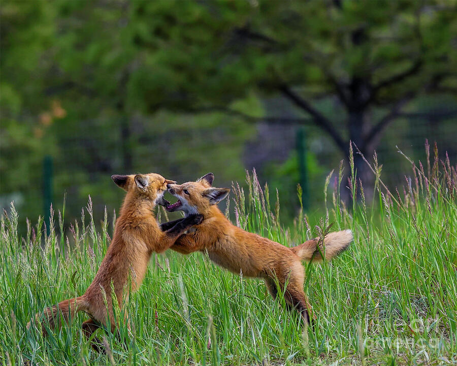 Playful Foxes Photograph by Shirley Dutchkowski Playful Foxes Photograph by Shirley Dutchkowski