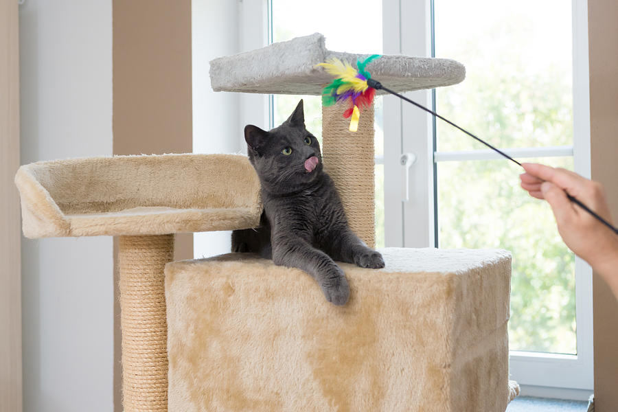 Playful Gray Shorthair Cat Photograph by W-ings