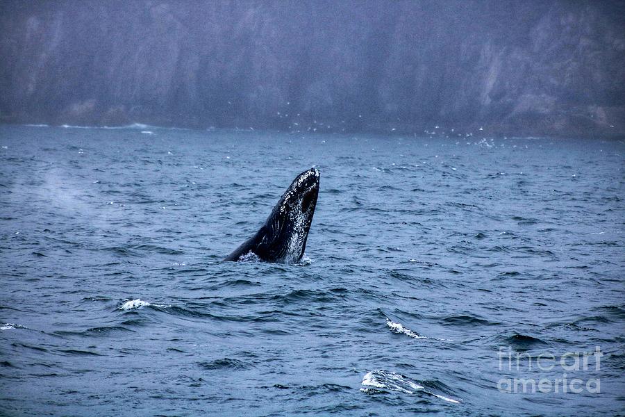 Playful Humpback Photograph by LaDonna McCray