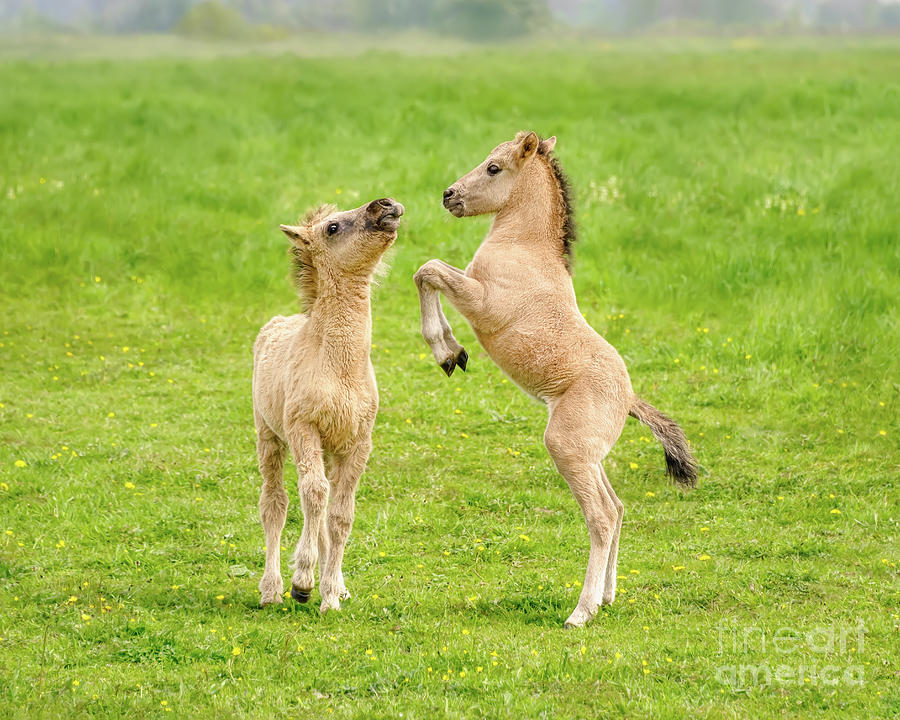 Horse Photograph - Playful Konik Foals  by Katho Menden
