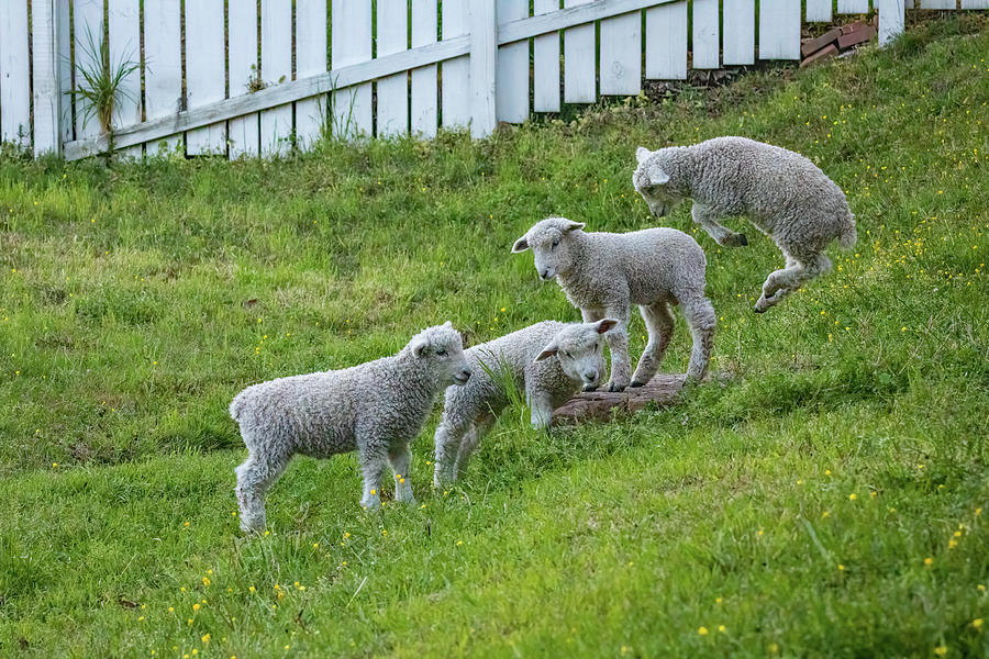 Playful Lambs I Photograph by Rachel Morrison